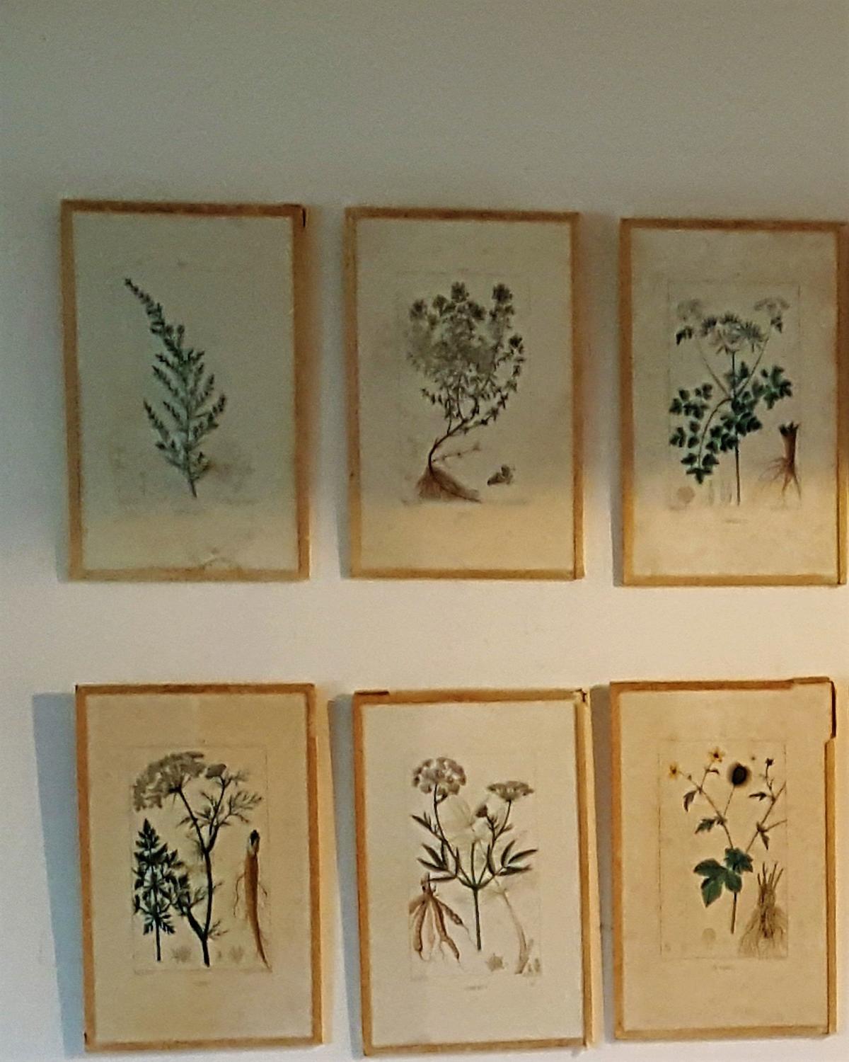 French Botanical Engravings