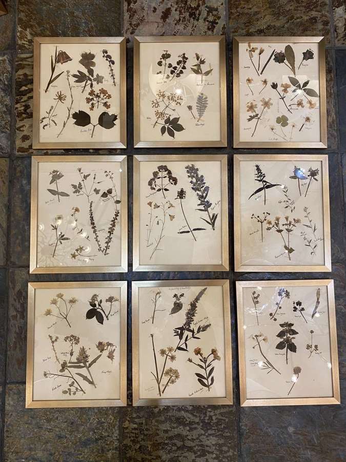 C1880 A Stylish Set of 9 Framed Herbariums